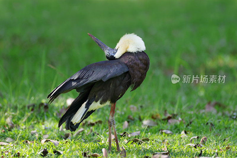 鹳鸟:成年亚洲毛颈鹳或亚洲毛颈鹳(Ciconia episcopus)